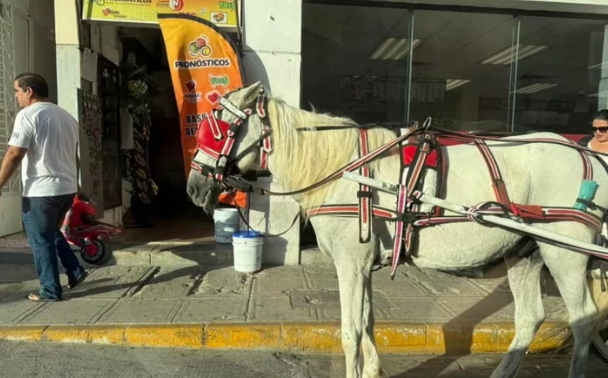 Denuncian maltrato animal en Mérida